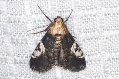 Milgithea alboplagialis