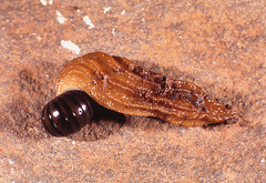 Chlamydephorus lawrencei