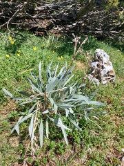 Cynoglossum magellense