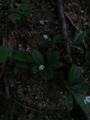 Talinum fruticosum