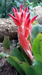 Billbergia pyramidalis