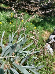 Cynoglossum magellense