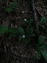 Talinum fruticosum