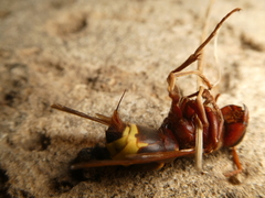 Vespa orientalis