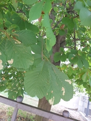 Aesculus hippocastanum
