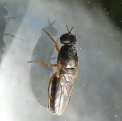 Brachycera