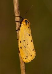 Setina irrorella