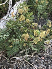 Glycyrrhiza lepidota