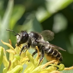 Megachile