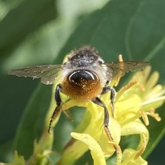 Megachile
