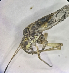 Psococerastis gibbosa