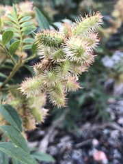 Glycyrrhiza lepidota