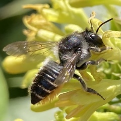 Megachile