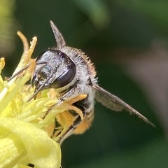 Megachile