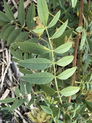 Glycyrrhiza lepidota