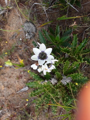 Ixia versicolor