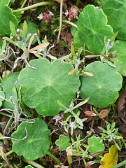 Hydrocotyle vulgaris