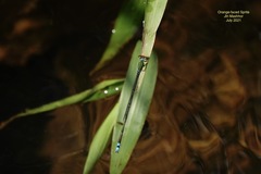 Pseudagrion rubriceps