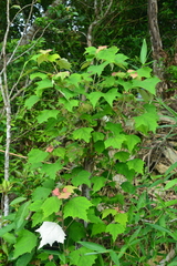 Mallotus paniculatus formosanus