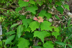 Mallotus paniculatus formosanus