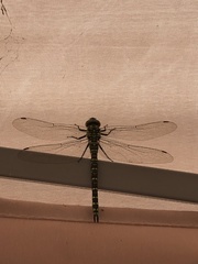 Aeshna cyanea