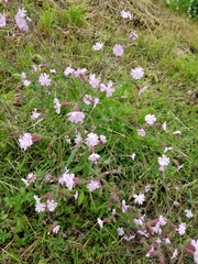 Melandrium