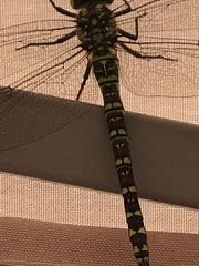 Aeshna cyanea