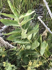 Asclepias speciosa