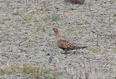 Syrrhaptes paradoxus