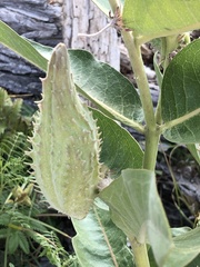 Asclepias speciosa