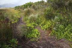 Thelypteris confluens