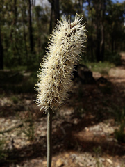 Xanthorrhoea gracilis