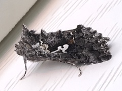 Syngrapha alias