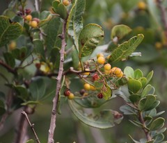 Searsia laevigata laevigata