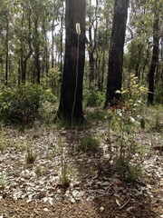 Xanthorrhoea gracilis