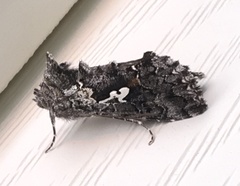 Syngrapha alias