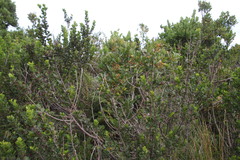 Searsia laevigata laevigata