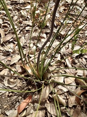 Xanthorrhoea gracilis