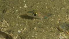 Gnathophis