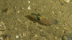 Gnathophis