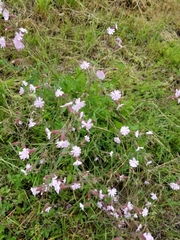 Melandrium