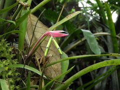 Billbergia distachia