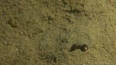Sepioloidea pacifica