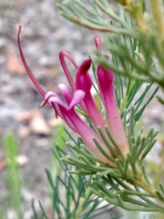Adenanthos meisneri