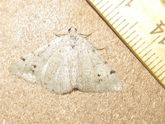 Digrammia pallidata