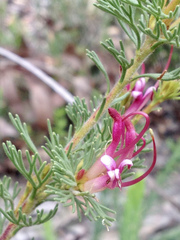 Adenanthos meisneri
