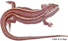 Liolaemus gracilis
