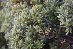 Morella kraussiana