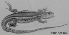 Liolaemus gracilis