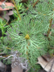 Adenanthos meisneri
